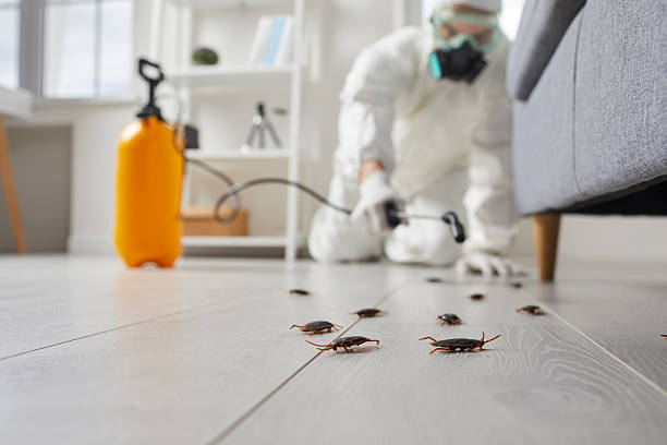 Affordable Termite Control solutions in César Chávez, TX